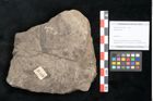 Foto (Objekt + Etikett) von Plantae indet.  (NHMW-GEO-2024-0188-11549)